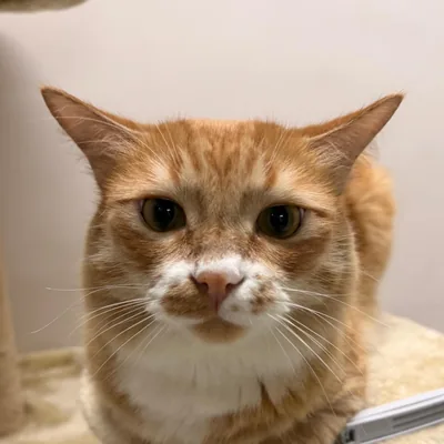 Mao